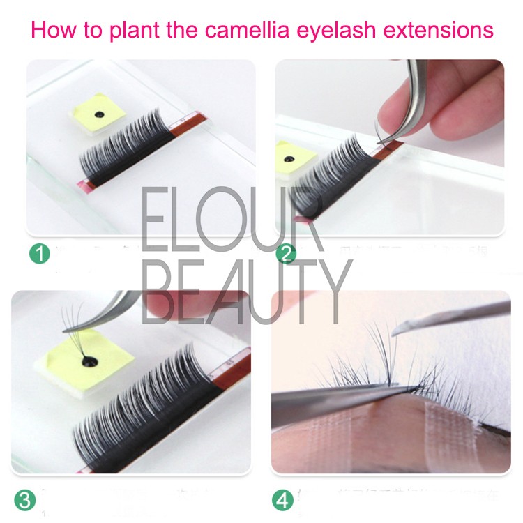 How to plant camellia lash extensions.jpg